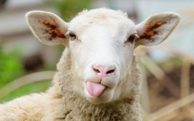 Tips Praktis dan Mudah Untuk Memilih Kambing Aqiqah