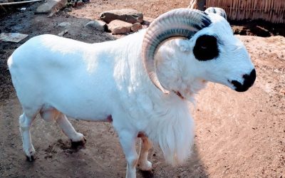 Penyakit Kambing Aqiqah Yang Perlu Diwaspadai